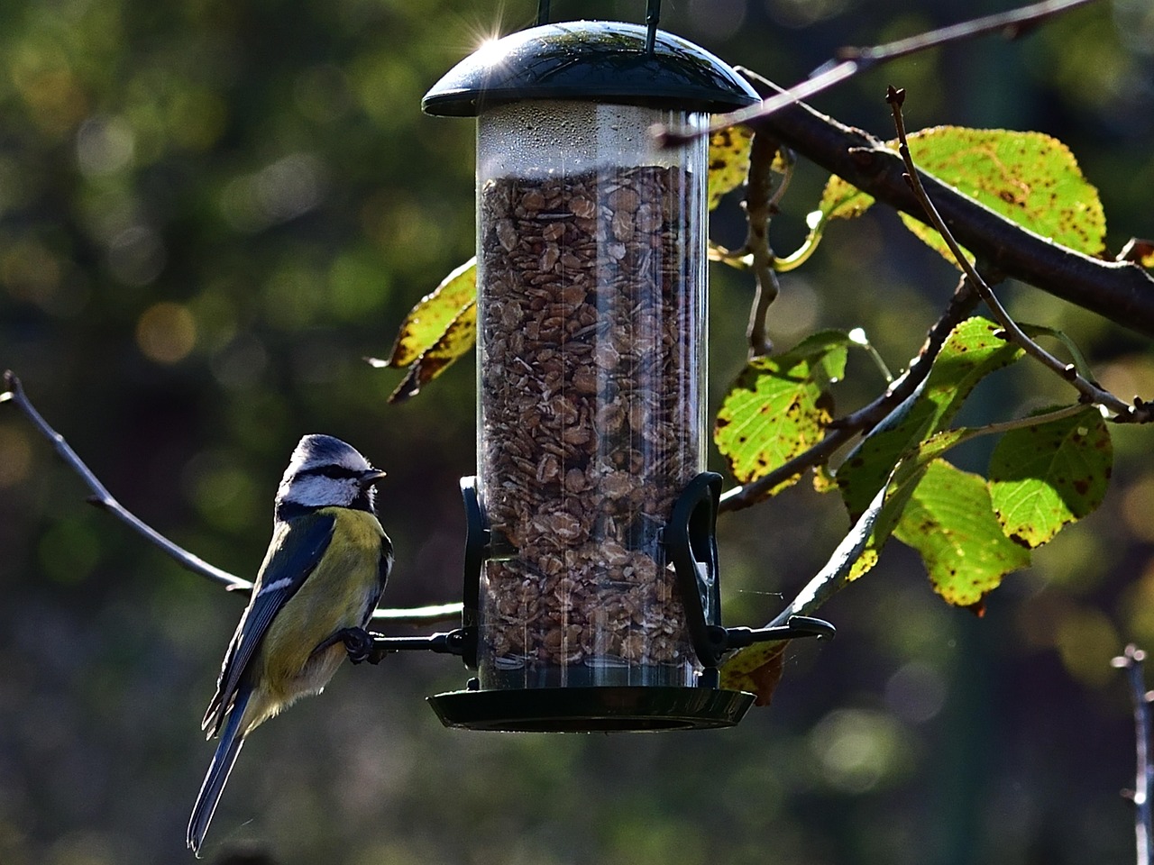 Wild Bird Care  Blenheim Plant & Garden Centre